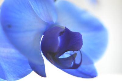  le cimetiere des fleurs 